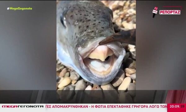 Λαγοκέφαλος: «Πόλεμο» στο τοξικό ψάρι κήρυξαν οι ψαράδες – Το σχέδιο «επικήρυξής» του