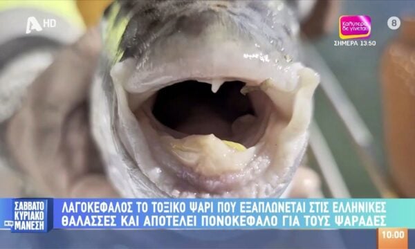 Λαγοκέφαλος: Το τοξικό ψάρι που εξαπλώνεται στις ελληνικές θάλασσες – Πονοκέφαλος για τους ψαράδες