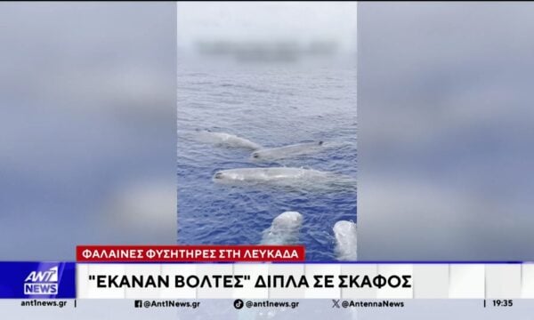 Λευκάδα: Φάλαινες φυσητήρες έκαναν “βόλτες” δίπλα σε σκάφος
