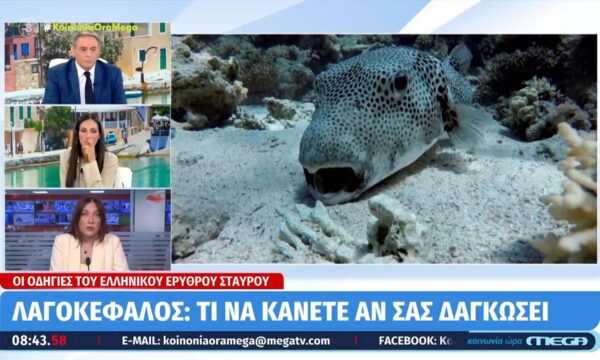 Λγοκέφαλος: Τι να κάνετε αν σας δαγκώσει