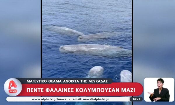 Μαγευτικό θέαμα ανοιχτά της Λευκάδας: Πέντε φάλαινες κολυμπούσαν μαζί