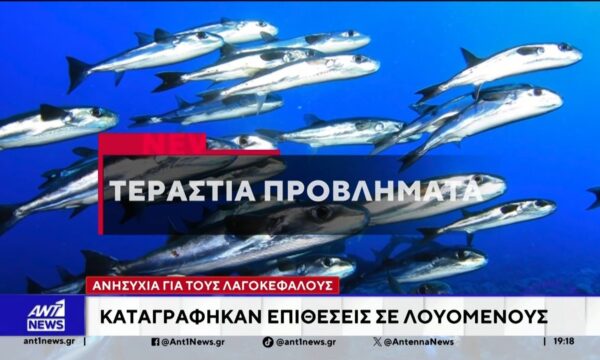 Με ραγδαίους ρυθμούς αυξάνονται οι πληθυσμοί λαγοκέφαλών στις ελληνικές θάλασσες