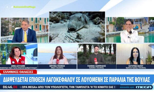 Νοσηλεύτρια Ερυθρού Σταυρού: «Ο λαγοκέφαλος θεωρείται επικίνδυνο είδος για τον άνθρωπο σε περίπτωση κατανάλωσης – Δεν είναι τοξικό το δάγκωμα»