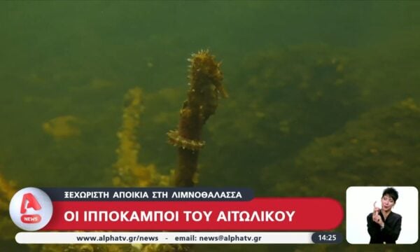 Οι ιππόκαμποι του Αιτωλικού