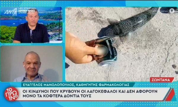 Οι κίνδυνοι που κρύβουν οι λαγοκέφαλοι – Το Πρωινό – 24/06/2026