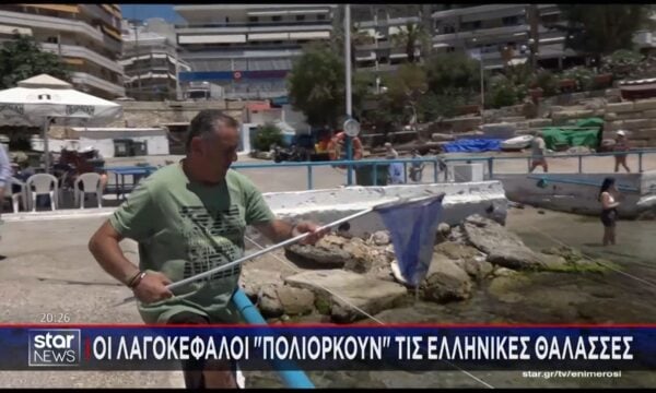 Οι λαγοκέφαλοι “πολιορκούν” τις ελληνικές θάλασσες