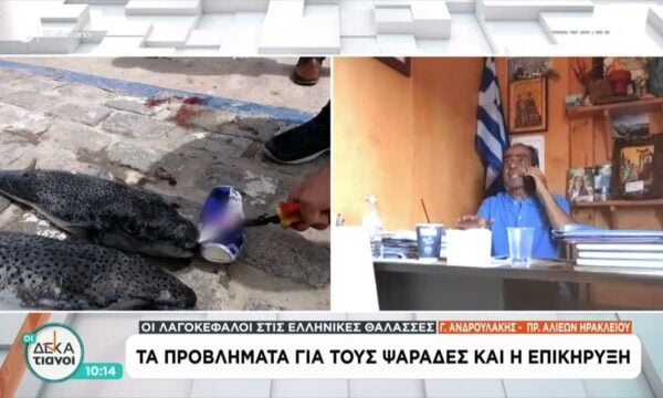 Οι λαγοκέφαλοι στις Ελληνικές θάλασσες: Τα προβλήματα για τους ψαράδες και η επικήρυξη