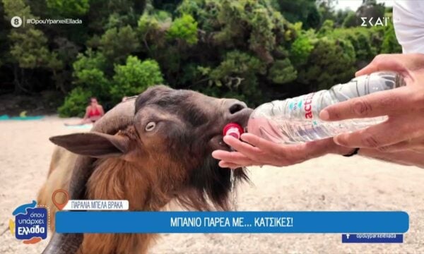 Οι τράγοι που κλέβουν την παράσταση στην παραλία Μπέλα Βράκα