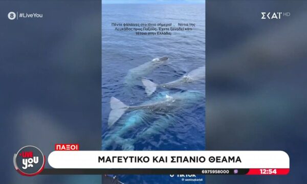 Παξοί: Μαγευτικό και σπάνιο θέαμα 5 φάλαινες στο Ιόνιο