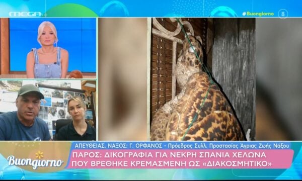 Πάρος: Δικογραφία για νεκρή σπάνια χελώνα που βρέθηκε κρεμασμένη ως «διακοσμητικό»