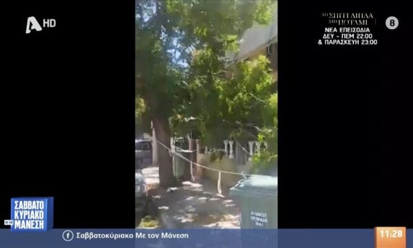 Πειραιάς: Βίντεο ντοκουμέντο από ακλάδευτο δέντρο που απειλεί κατοικίες και περαστικούς