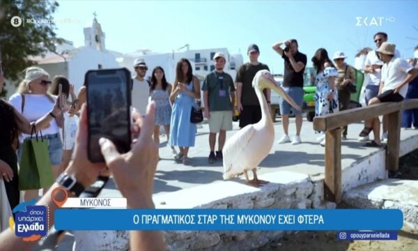 Πέτρος ο πελεκάνος: Ο πιο διάσημος κάτοικος του νησιού της Μυκόνου