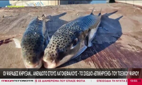 «Πόλεμο» κατά των λαγοκέφαλων ξεκινούν οι ψαράδες