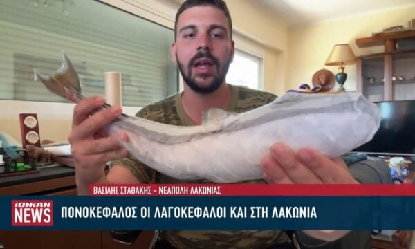 «Πονοκέφαλος» οι λαγοκέφαλοι και στη Λακωνία