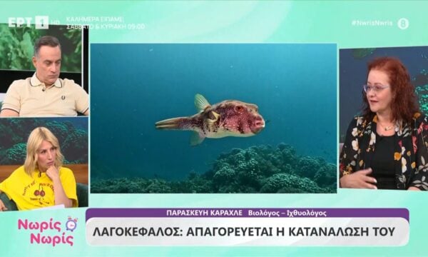 Πώς ο λαγοκέφαλος αλλάζει την ισορροπία των θαλάσσιων οικοσυστημάτων