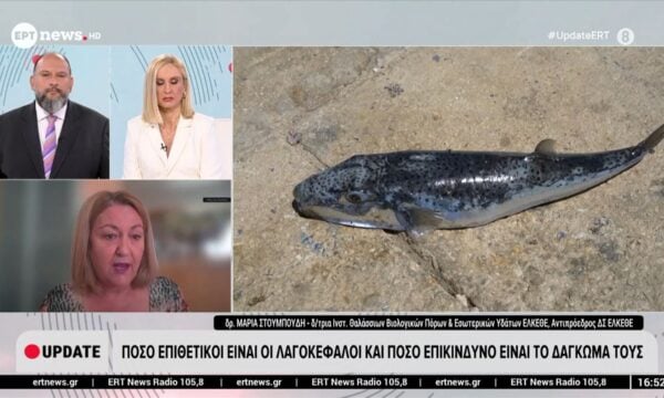 Πόσο επιθετικοί είναι οι λαγοκέφαλοι και πόσο επικίνδυνο είναι το δάγκωμά τους