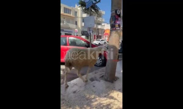 Πρόβατο… έκοβε βόλτες στους δρόμους του Ηρακλείου!