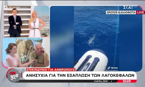 Ψαράδες σε απόγνωση: Οι λαγοκέφαλοι εξαπλώνονται και προκαλούν συναγερμό