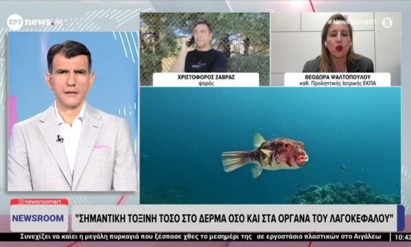 Ψαράς: «Οι λαγοκέφαλοι καταστρέφουν δίχτυα, παραγάδια και τρώνε τα ψάρια των αλιέων»