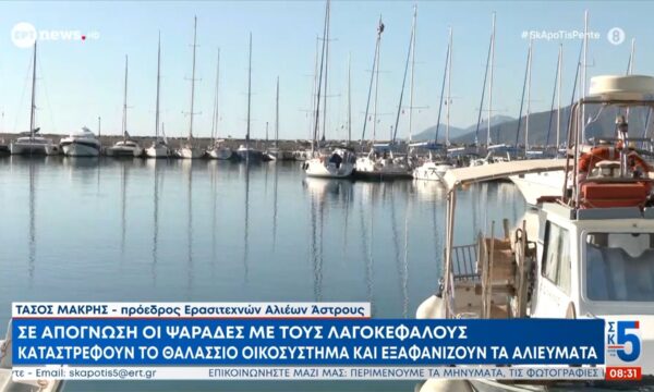 Σε απόγνωση ψαράδες με τους λαγοκέφαλους | Καταστρέφουν το θαλάσσιο οικοσύστημα και εξαφανίζουν τα αλιεύματα