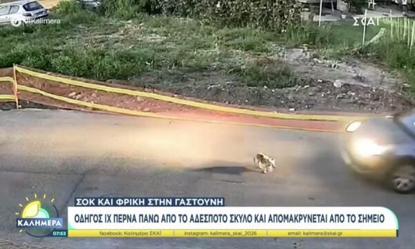 Σοκ και φρίκη στην Γαστούνη: Οδηγός ΙΧ περνά πάνω από τον αδέσποτο σκύλο και απομακρύνεται