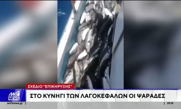 Στο “κυνήγι” των λαγοκεφάλων οι ψαράδες