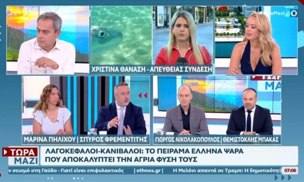 Συναγερμός στις ελληνικές Θάλασσες: Γέμισαν με λαγοκέφαλους