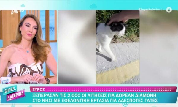 Σύρος: Ξεπέρασαν τις 2.000 οι αιτήσεις για δωρεάν διαμονή στο νησί με εθελοντική εργασία για αδέσποτες γάτες