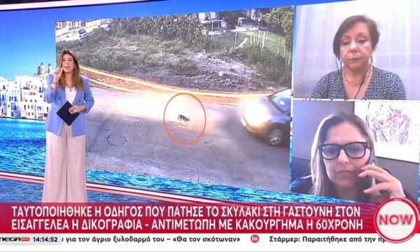 Ταυτοποιήθηκε η οδηγός που πάτησε το σκυλάκι στη Γαστούνη – Στον εισαγγελέα η δικογραφία, αντιμέτωπη με κακούργημα η 60χρονη