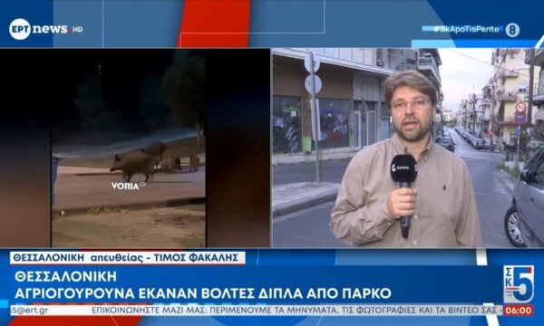 Θεσσαλονίκη: Αγριογούρουνα έκαναν βόλτες δίπλα από πάρκο