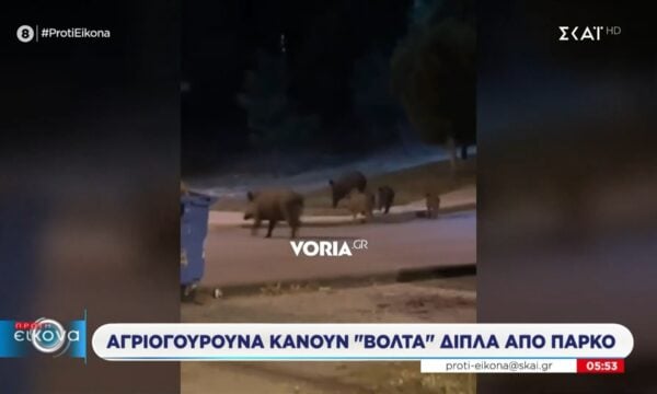 Θεσσαλονίκη: Αγριογούρουνα περνούν δίπλα από πάρκο