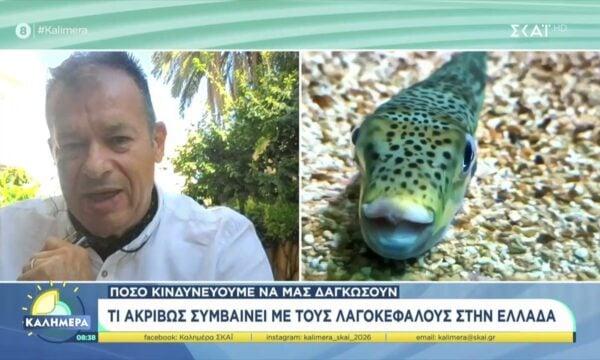 Τι ακριβώς συμβαίνει με τους λαγοκέφαλους στην Ελλάδα