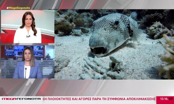 Τι να κάνετε αν σας δαγκώσει λαγοκέφαλος – Οι τέσσερις οδηγίες από τον Ερυθρό Σταυρό