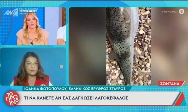 Τι να κάνετε αν σας δαγκώσει λαγοκέφαλος – Το Πρωινό – 17/06/2026