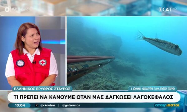 Τι πρέπει να κάνουμε όταν μας δαγκώσει Λαγοκέφαλος