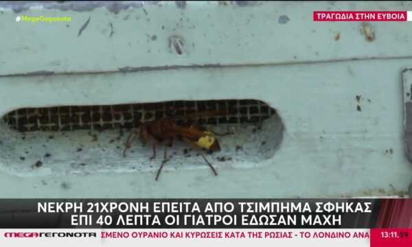 Τραγωδία στην Εύβοια: Νεκρή 21χρονη από τσίμπημα σφήκας