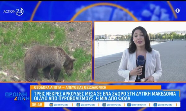 Τρεις νεκρές αρκούδες σε ένα 24ωρο στην Δυτική Μακεδονία – Οι δύο από πυροβολισμούς, η μία από φόλα