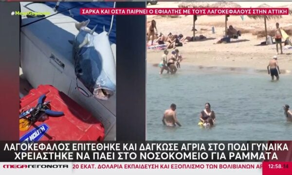 Βάρκιζα: Λαγοκέφαλος επιτέθηκε και δάγκωσε άγρια στο πόδι γυναίκα την ώρα που κολυμπούσε