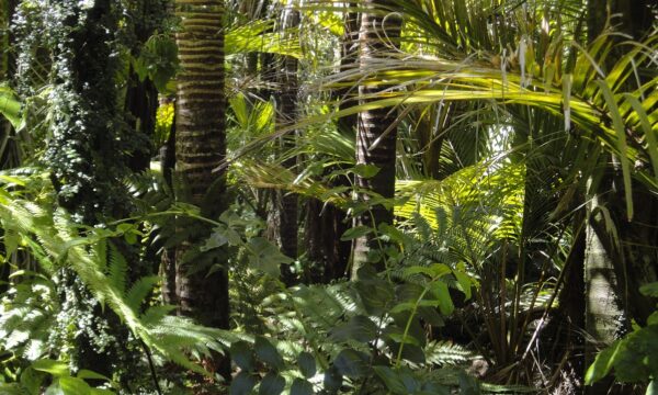 Εξαφανίστηκε για 3 χρόνια σε δάσος και βρέθηκε ζωντανός – Η απίστευτη ιστορία επιβίωσης (Vid)