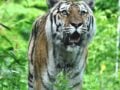ΒΙΝΤΕΟ: Το υβρίδιο Liger τραβάει τα βλέμματα! Το μεγαλύτερο αιλουροειδές στον κόσμο ζυγίζει πάνω από 400 κιλά