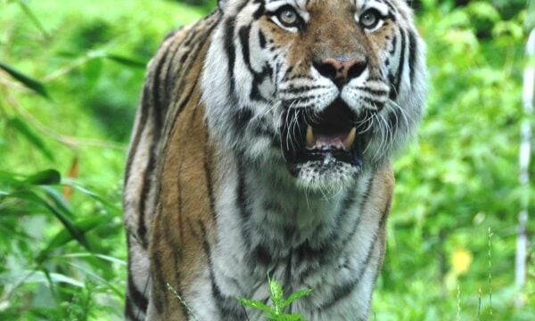 Liger: Το μεγαλύτερο αιλουροειδές στον κόσμο ζυγίζει πάνω από 400 κιλά, σε βίντεο