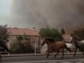 Γαλλία: Άφησαν ελεύθερα τα άλογα για να τα σώσουν από τις φλόγες – ΒΙΝΤΕΟ