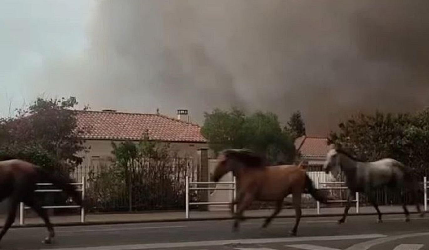 Γαλλία: Άφησαν ελεύθερα τα άλογα για να τα σώσουν από τις φλόγες – ΒΙΝΤΕΟ