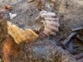 Ανατροπή 1.000 ετών – Το DNA αλλάζει την ιστορία των Βίκινγκς