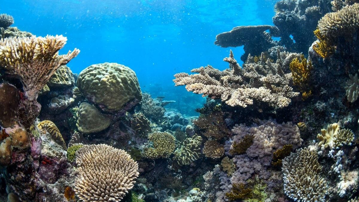 Αυστραλία: Ο μεγάλος κοραλλιογενής ύφαλος δεν μπήκε στη λίστα κινδύνου της UNESCO παρά τις προειδοποιήσεις 1 Αυστραλία: Ο μεγάλος κοραλλιογενής ύφαλος δεν μπήκε στη λίστα κινδύνου της UNESCO παρά τις προειδοποιήσεις