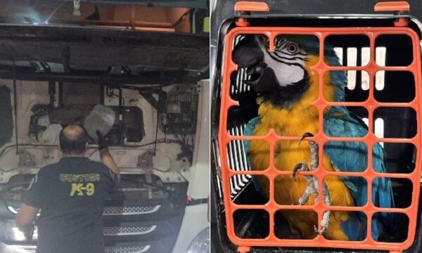 ΑΑΔΕ: Τι εντόπισαν οι ελεγκτές στα τελωνεία της χώρας στο Α’ εξάμηνο του 2026, από ναρκωτικά μέχρι παπαγάλους