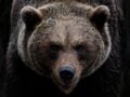 Αρκούδα αγκαλιάζει κτηνίατρο στη Ρωσία: viral βίντεο
