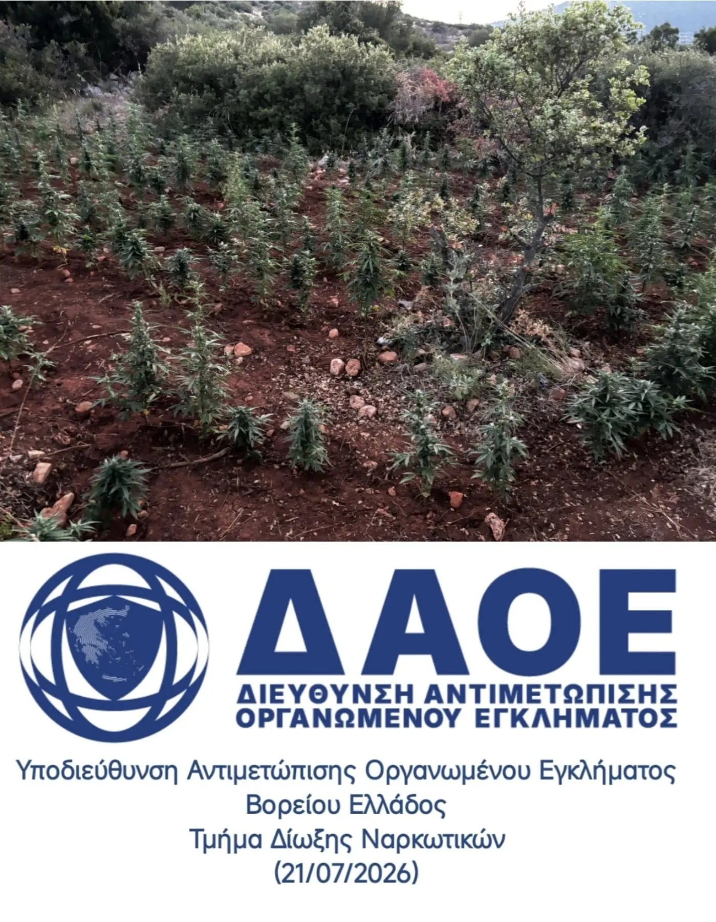 Βοιωτία: 8 συλλήψεις για διακίνηση κάνναβης – Ξεριζώθηκαν πάνω από 1.500 δενδρύλλια 10 Βοιωτία: 8 συλλήψεις για διακίνηση κάνναβης – Ξεριζώθηκαν πάνω από 1.500 δενδρύλλια