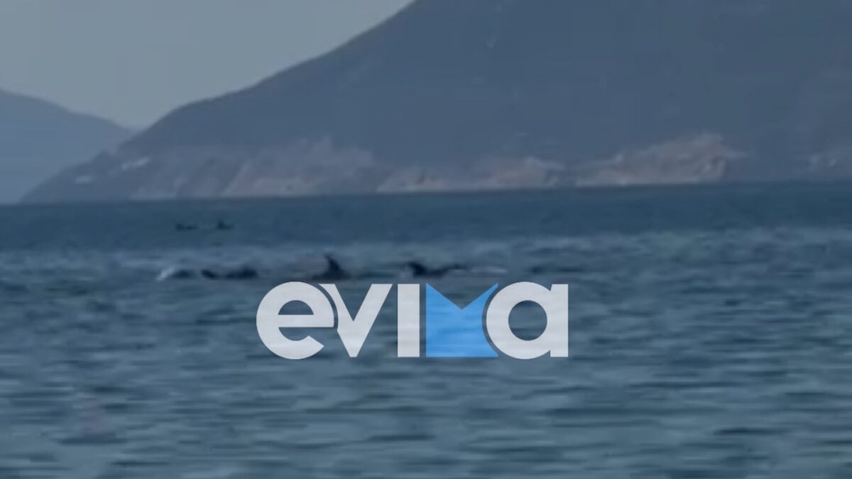 Απίστευτο θέαμα στην Εύβοια με κοπάδι δελφινιών να κολυμπά δίπλα στον κόσμο 1 Απίστευτο θέαμα στην Εύβοια με κοπάδι δελφινιών να κολυμπά δίπλα στον κόσμο
