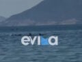 Απίστευτο θέαμα στην Εύβοια με κοπάδι δελφινιών να κολυμπά δίπλα στον κόσμο